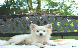 Pomeranian dogs for sale: Viking - Image 9