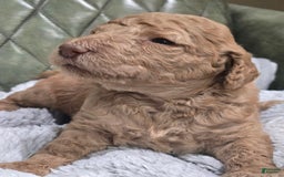 Standard Poodle dogs for sale: Mahogany - Image 1