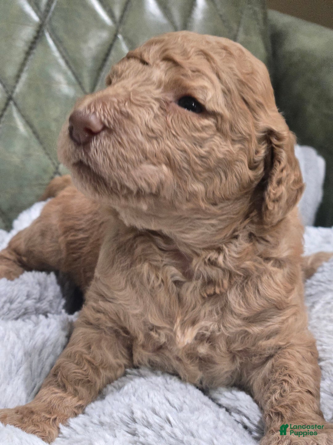 Standard Poodle dogs for sale: Mahogany - Image 1