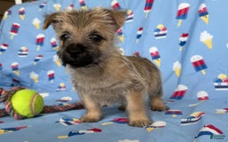 Cairn Terrier dogs for sale: Jay - Image 4