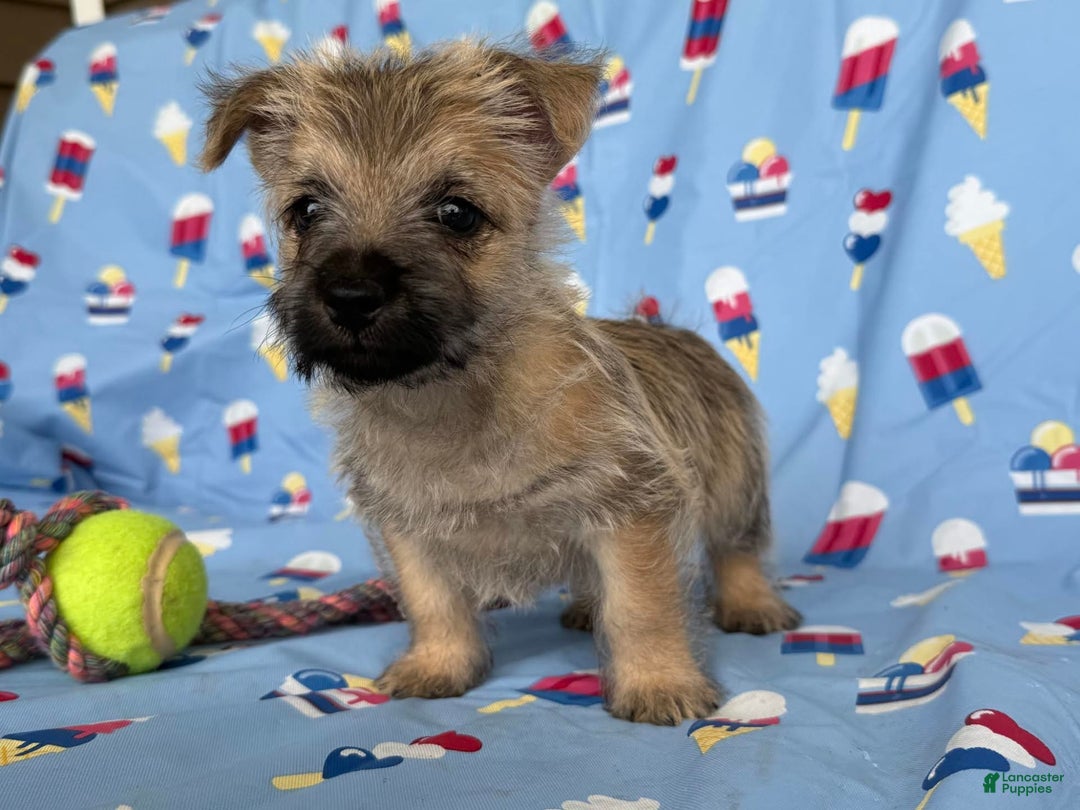 Cairn Terrier dogs for sale: Jay - Image 4