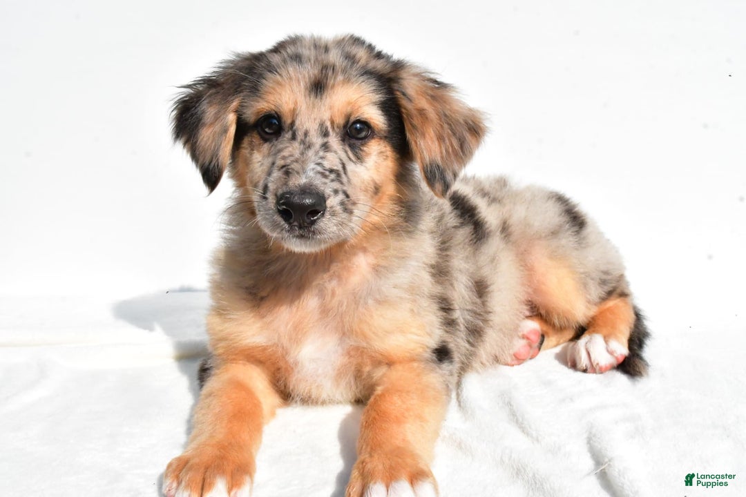 German Shepherd dogs for sale: German Shepherd 3 puppies - Image 8