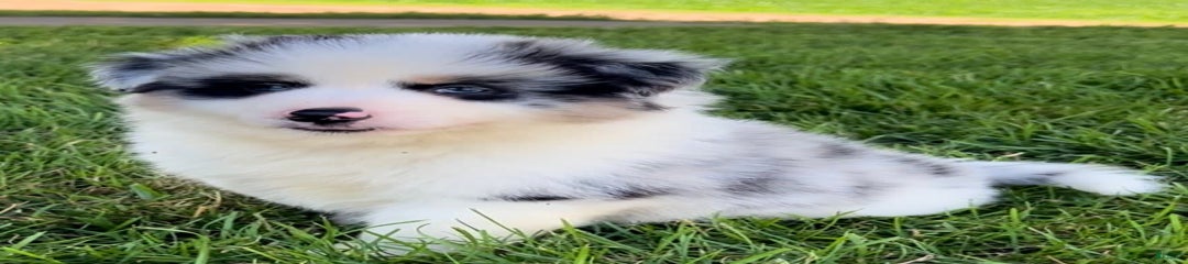 Benji