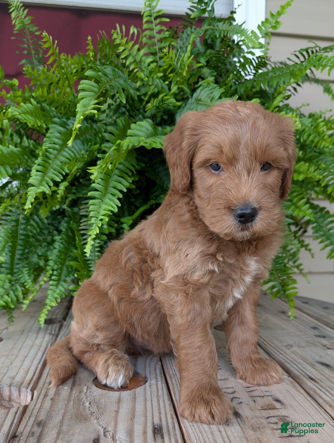 Goldendoodle dogs for sale: Cash - Image 32