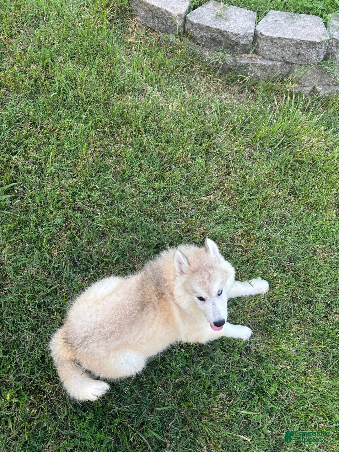 Siberian Husky dogs for sale: Maverick - Image 6