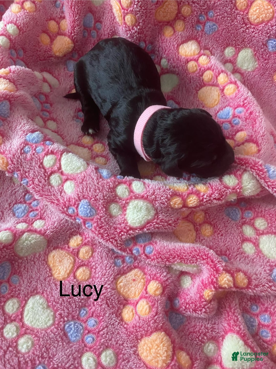 Goldendoodle dogs for sale: Goldendoodle 7 puppies - Image 7