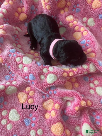 Goldendoodle dogs for sale - Ad 5