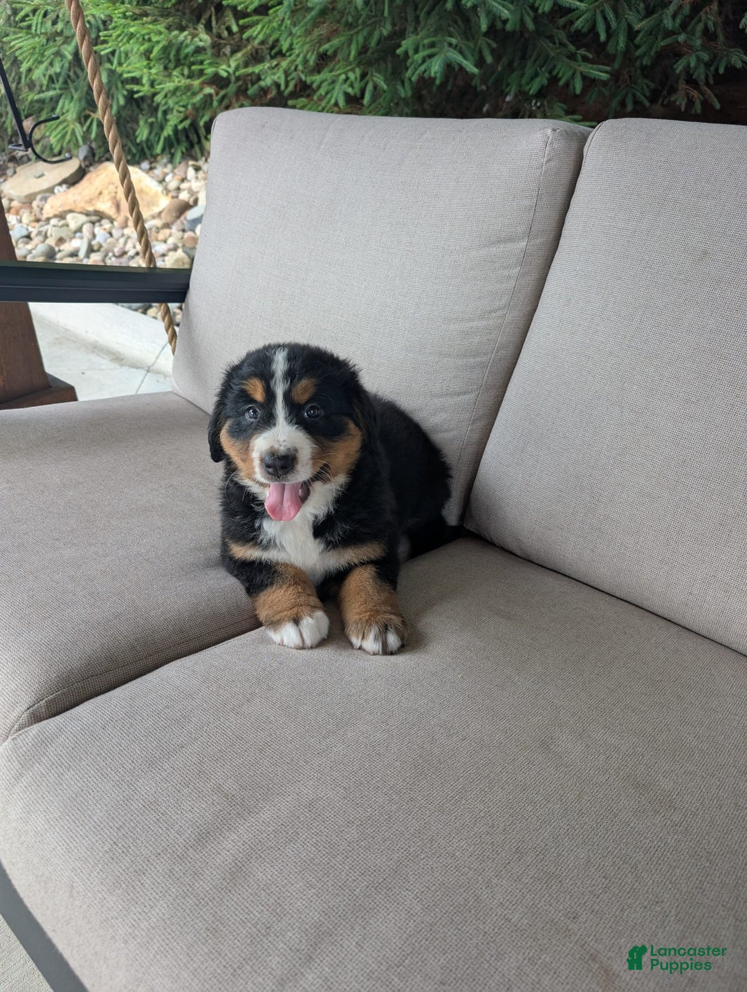 Bernese Mountain Dog dogs for sale: Bella - Image 2