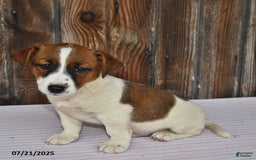 Jack Russell Terrier dogs for sale: Rio - Image 5