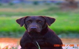 Labrador Retriever dogs for sale: Finn - Image 2