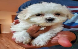 Maltese dogs for sale: Papaya - Image 12