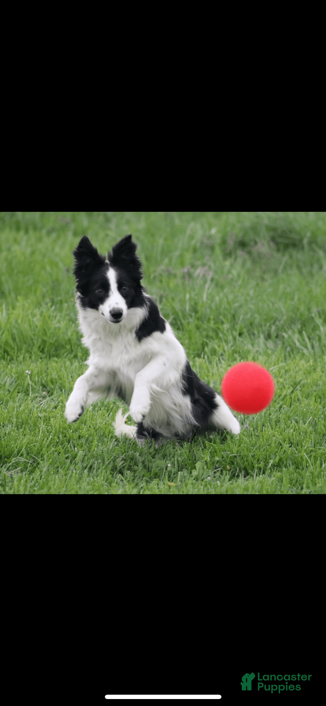 Border Collie dogs for sale: Stetson - Image 5