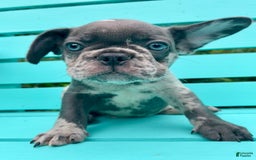 French Bulldog dogs for sale: Luna - Image 44