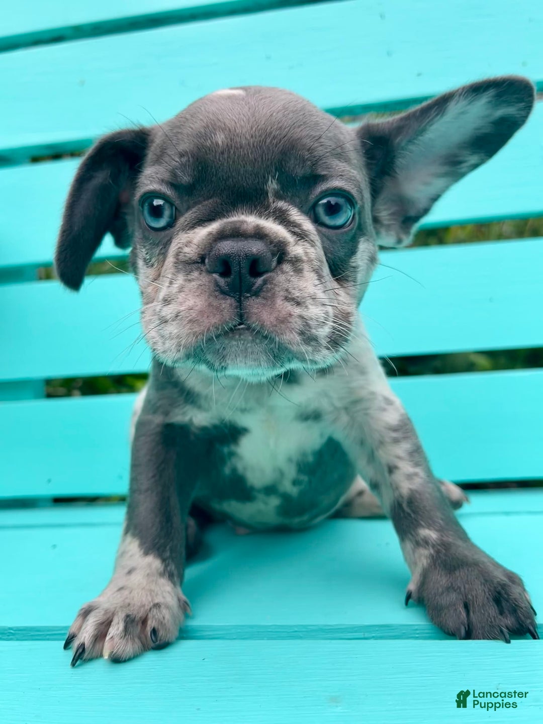 French Bulldog dogs for sale: Luna - Image 44