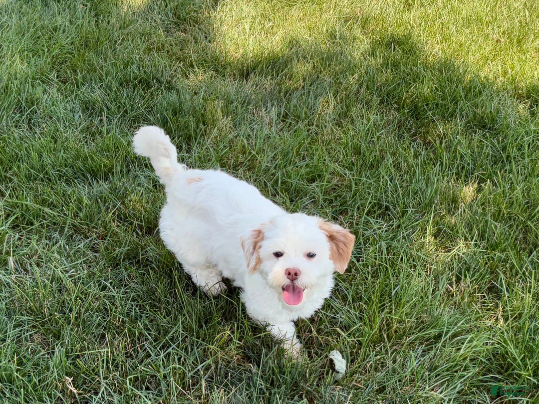 Lhasa Apso dogs for sale: Honey - Image 25