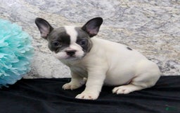 French Bulldog dogs for sale: Tina - Image 9
