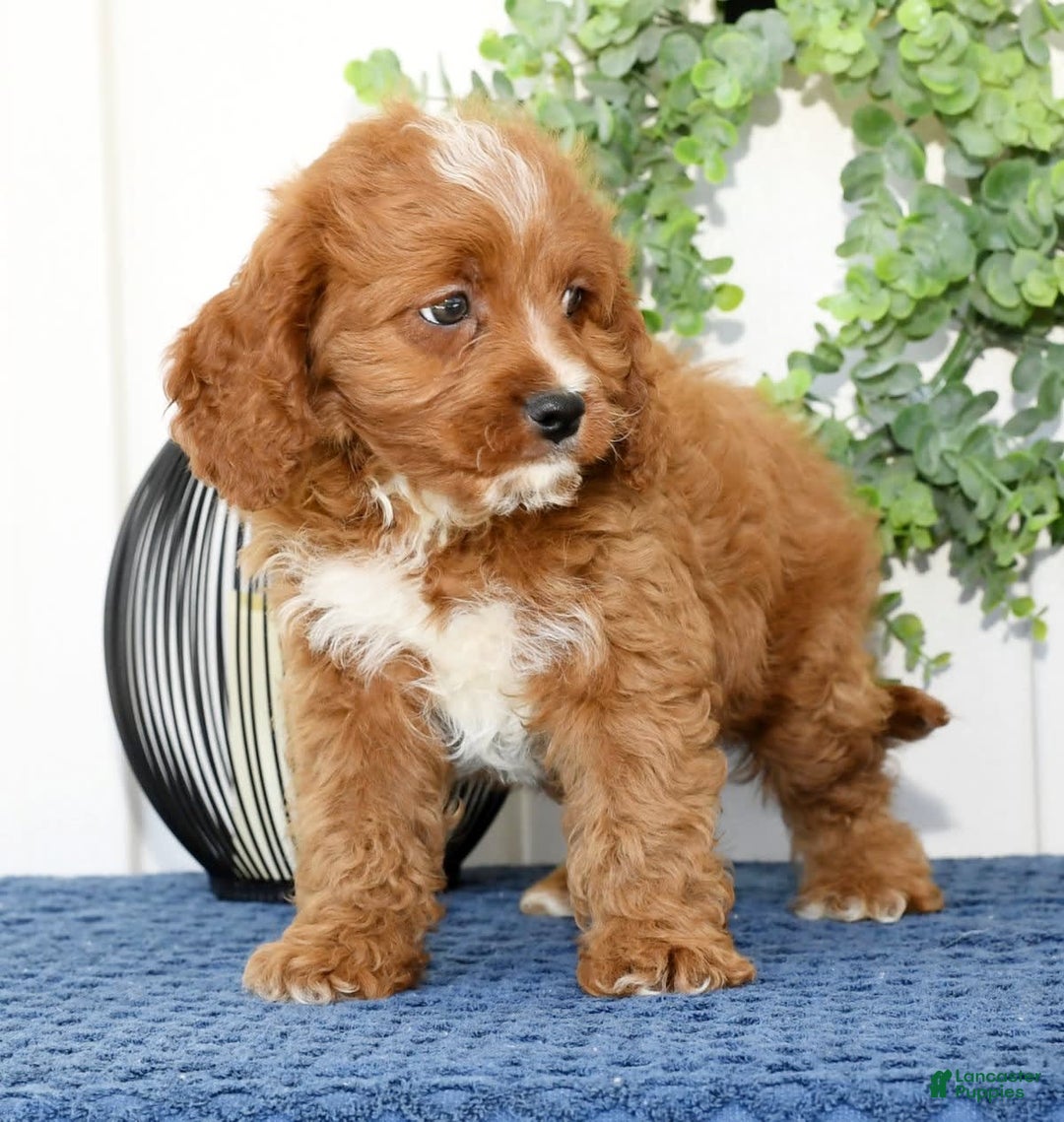 Cavapoo dogs for sale: Ernesto - Image 8