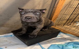 Cane Corso dogs for sale: Deacon - Image 1
