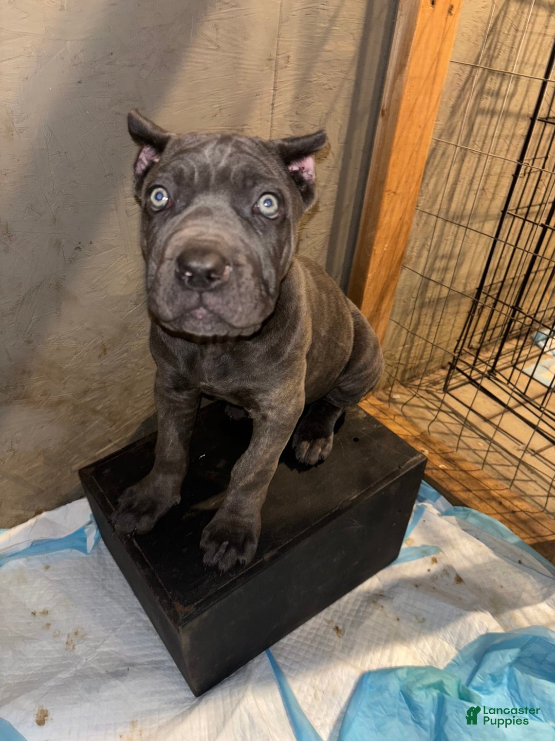 Cane Corso dogs for sale: Deacon - Image 1