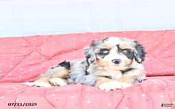 Miniature Bernese Mountain Dog dogs for sale: Hank - Image 7