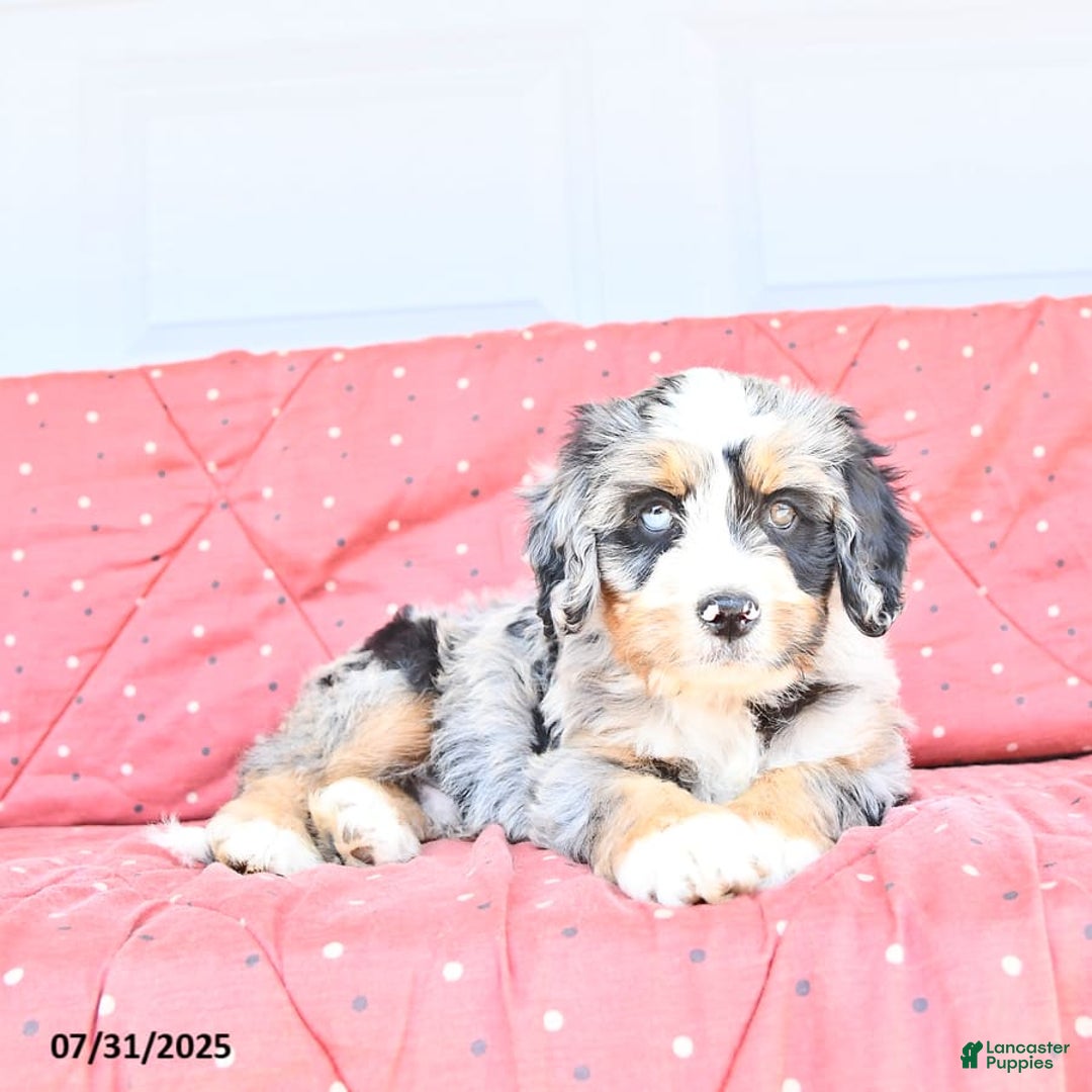 Miniature Bernese Mountain Dog dogs for sale: Hank - Image 7