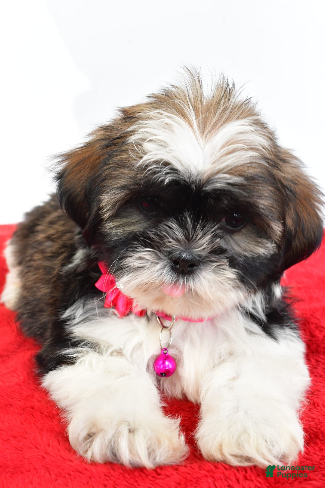 Shih Tzu dogs for sale: Lindy - Image 1