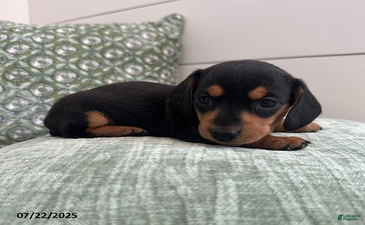 Miniature Dachshund dogs for sale - Ad 4