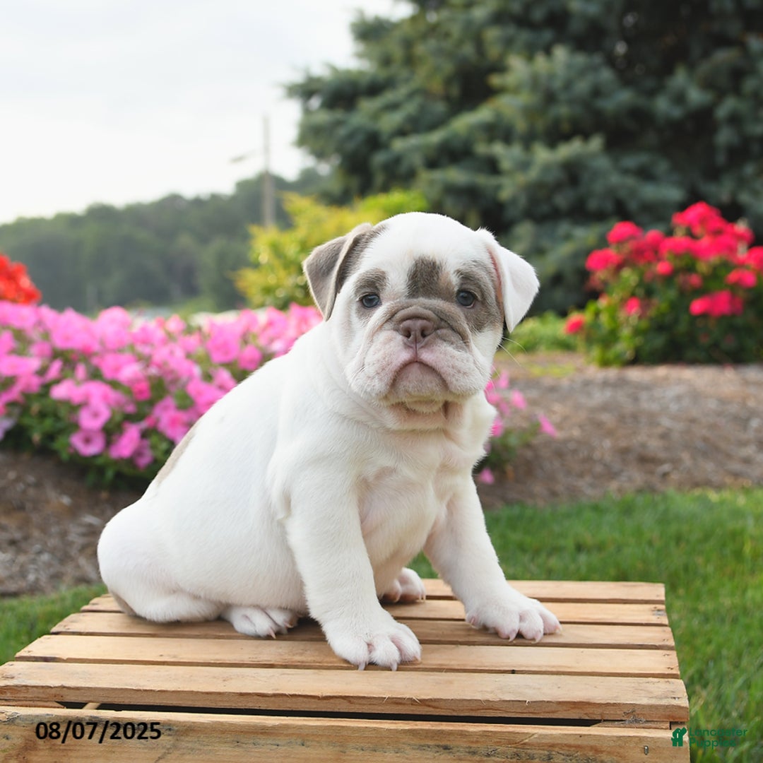 English Bulldog dogs for sale: English Bulldog 4 puppies - Image 15