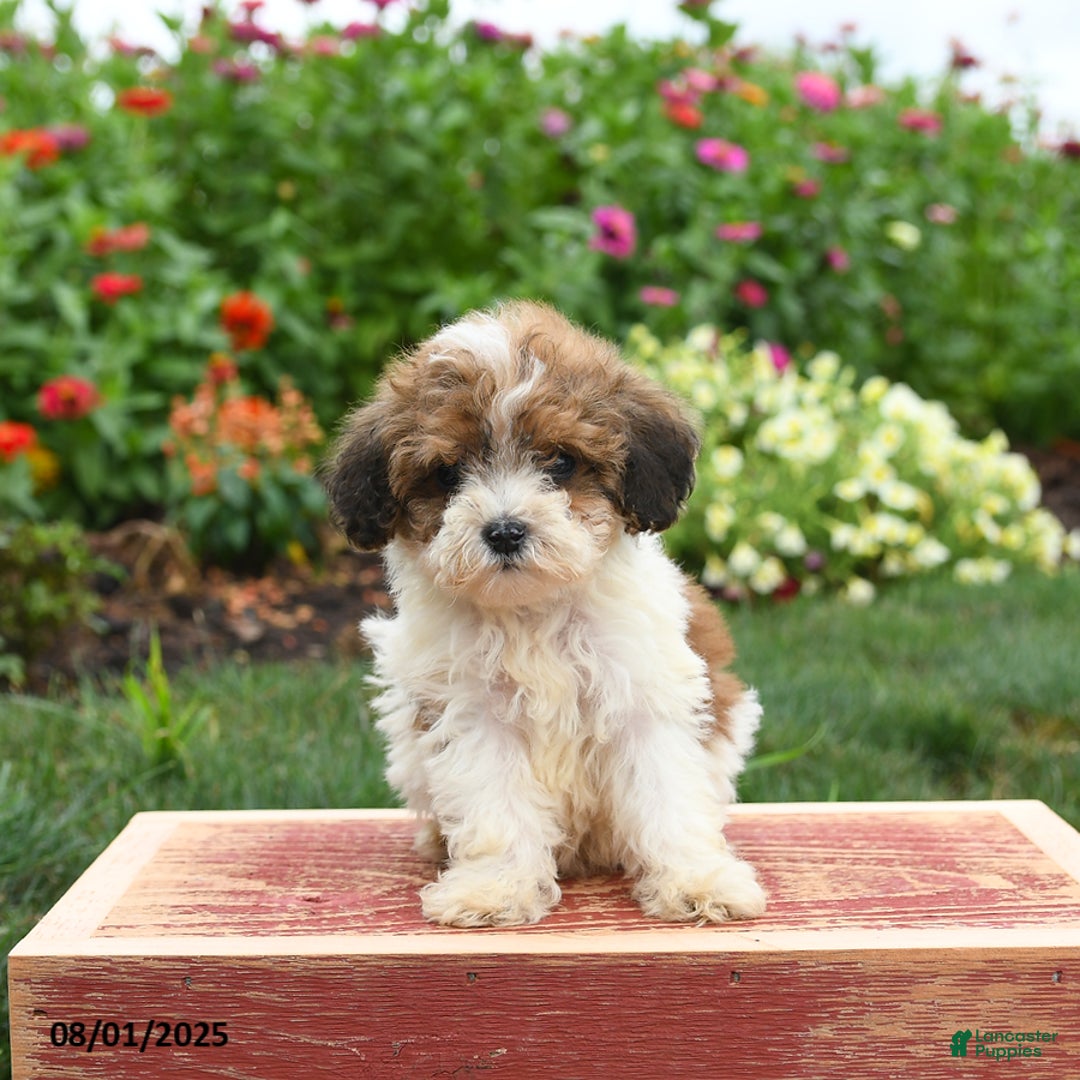 Miniature Poodle dogs for sale: Nugget - Image 5