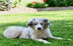 Australian Shepherd dogs for sale: Marshal - Image 3