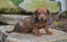 Dachshund dogs for sale: Bella - Image 1