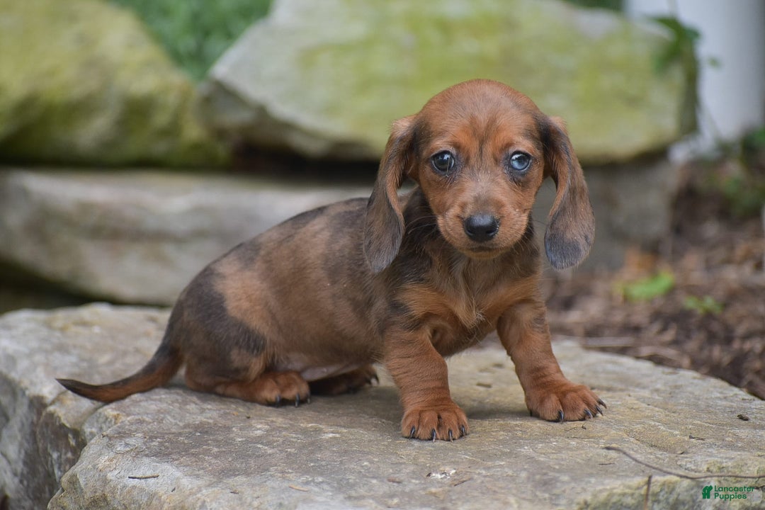 Dachshund dogs for sale: Bella - Image 1
