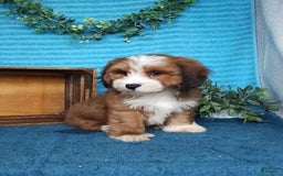 Havanese dogs for sale: Dylan - Image 5