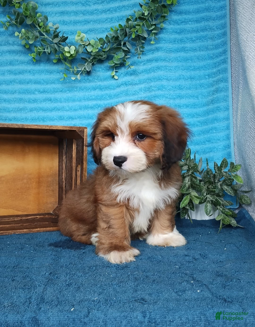Havanese dogs for sale: Dylan - Image 5