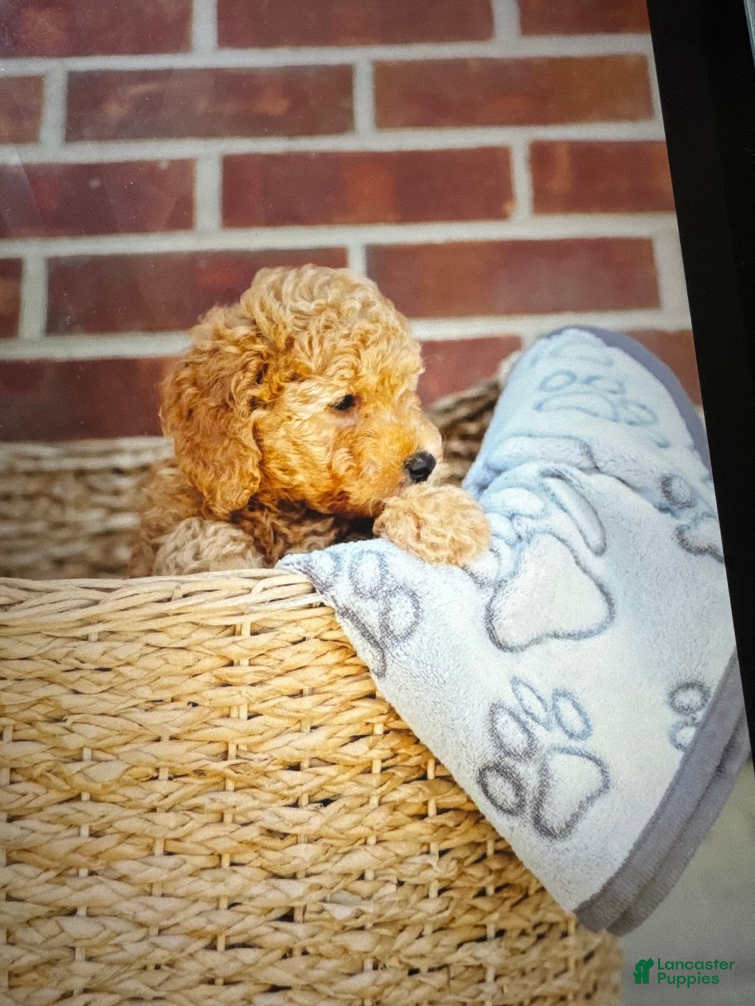 Mini Goldendoodle dogs for sale: Carter - Image 5