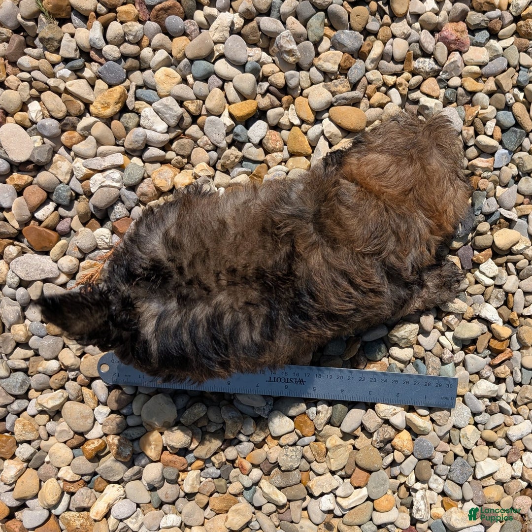 Lhasa Apso dogs for sale: Grizzly - Image 3