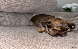 Morkie dogs for sale: Mocha - Image 3
