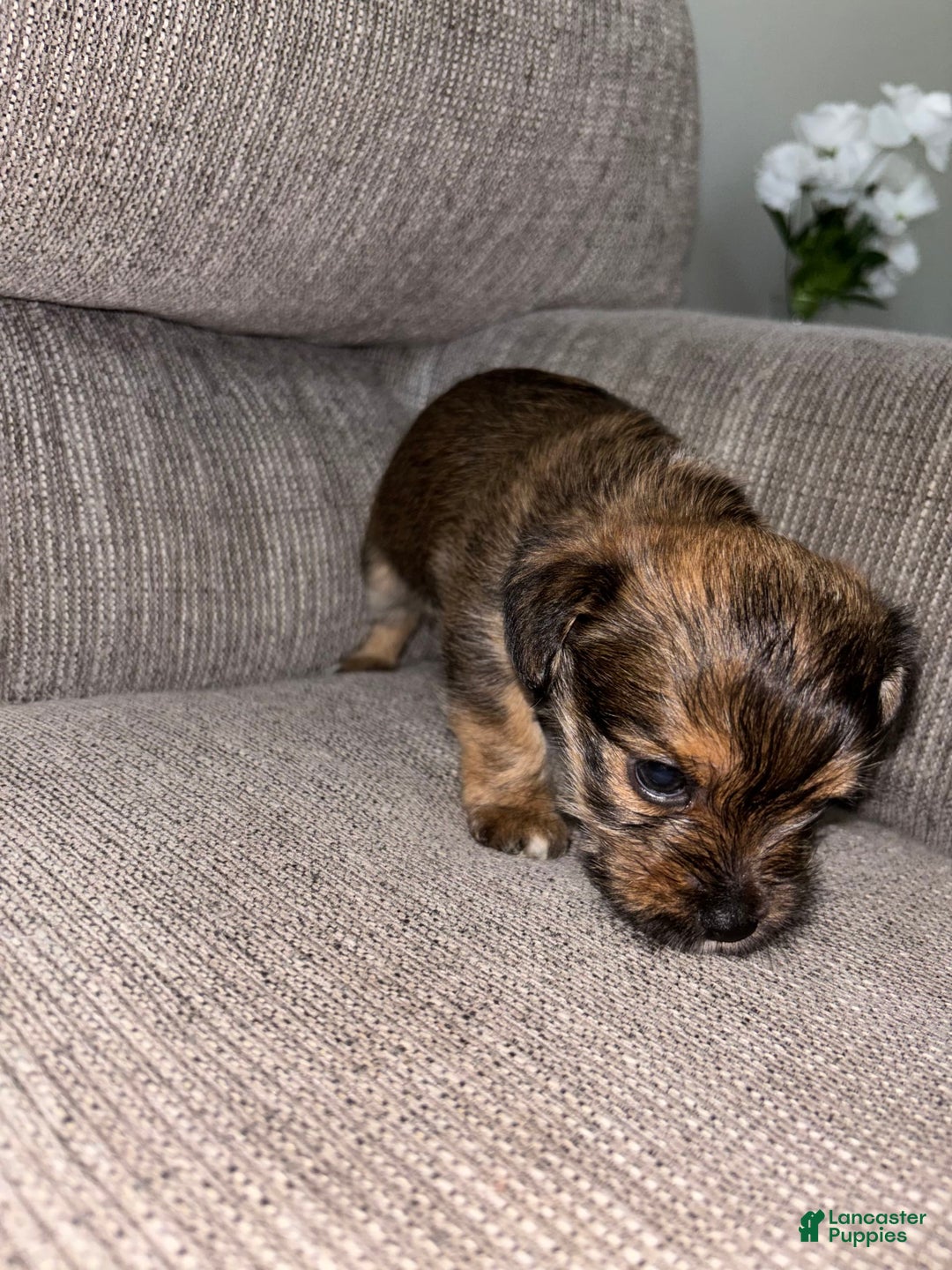 Morkie dogs for sale: Mocha - Image 3