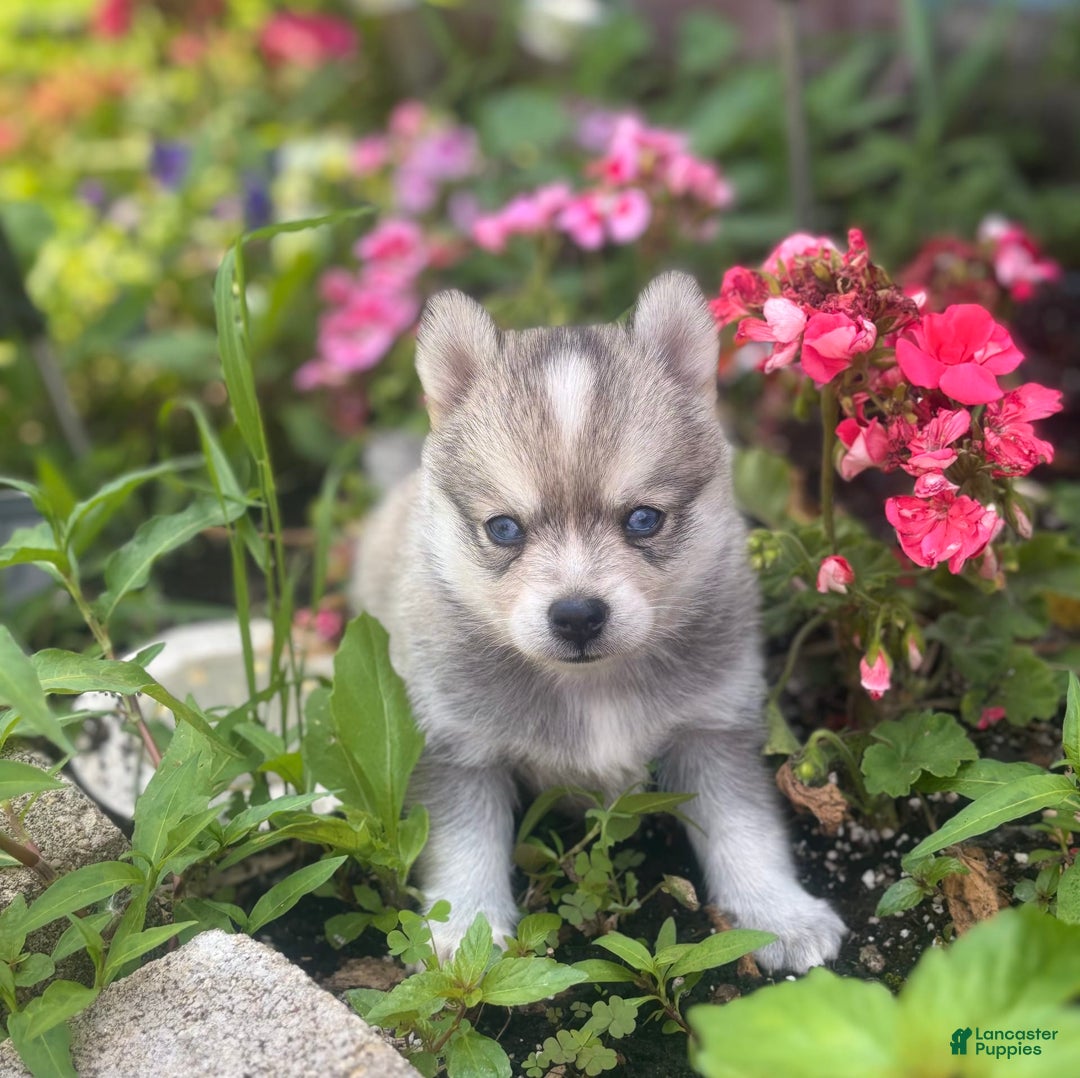 Pomsky dogs for sale: Duke - Image 7