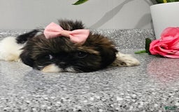Shih Tzu dogs for sale: Tiny Tiff ❤️ - Image 32