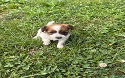 Jack Russell Terrier dogs for sale: Lilly - Image 1