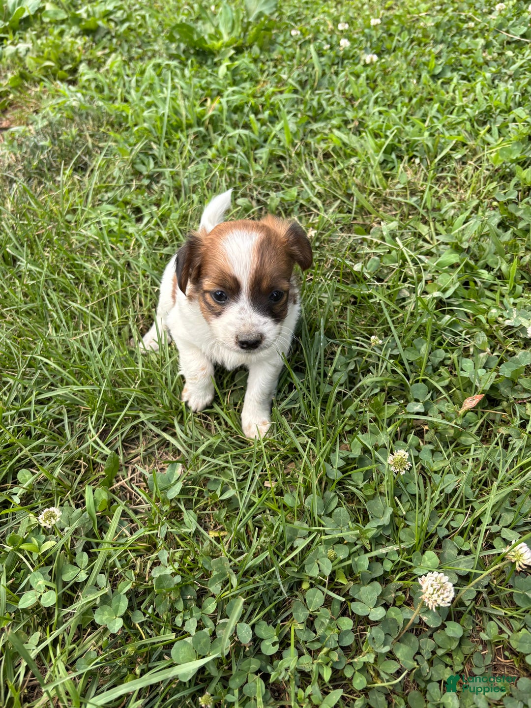 Jack Russell Terrier dogs for sale: Lilly - Image 1
