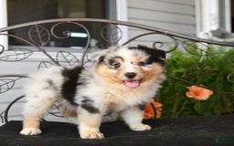 Australian Shepherd dogs for sale: Lars - Image 5
