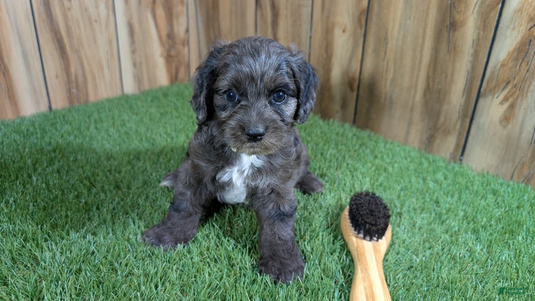 Cavapoo dogs for sale: Bertha Boy 3 - Image 4