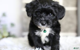 Yorkiepoo dogs for sale: Arrow - Image 1