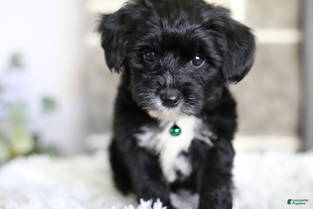 Yorkiepoo dogs for sale: Arrow - Image 1