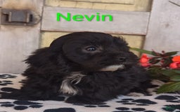 Shih Tzu dogs for sale: Nevin - Image 1