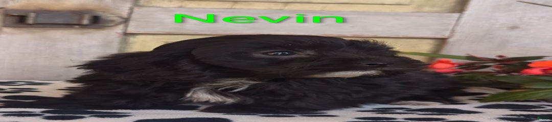 Nevin