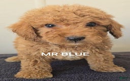 Mini Goldendoodle dogs for sale: Mr Blue - Image 1