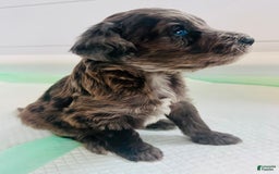 Aussiedoodle dogs for sale: Milo - Image 1